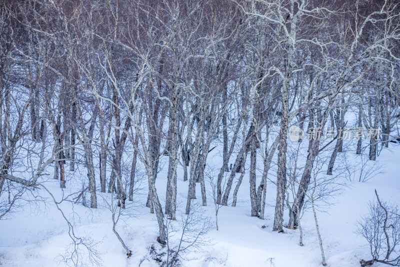 冬季雪地上生长着的树木