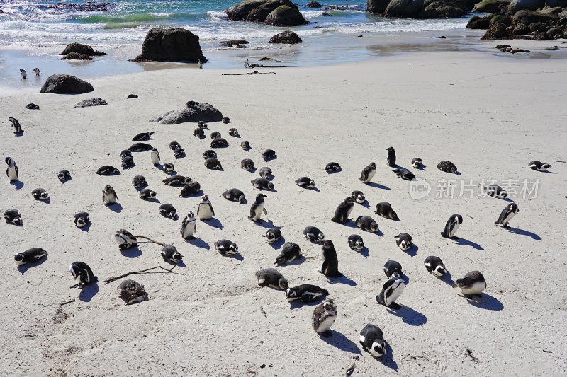 南非博尔德斯海滩Boulders Beach，非洲企鹅