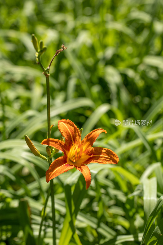 黄花菜 黄花