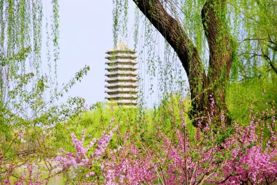 北京大学春天校园优美景色博雅塔绿植鲜花