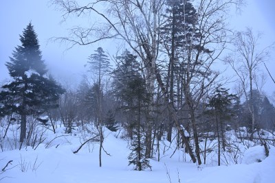 雪后树林雾气弥漫的冬季自然景象