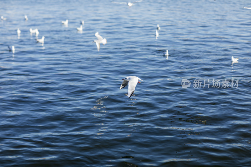 西伯利亚海鸥迁徙自然风光