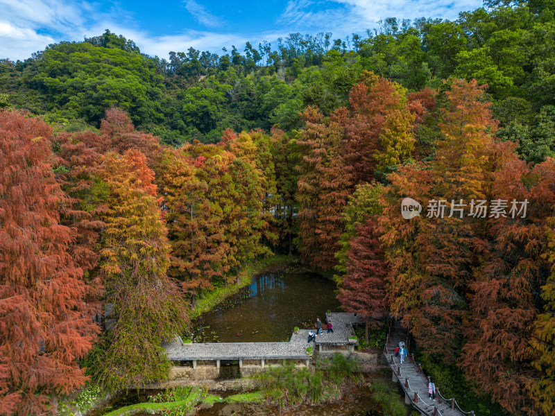 深圳仙湖植物园落羽杉