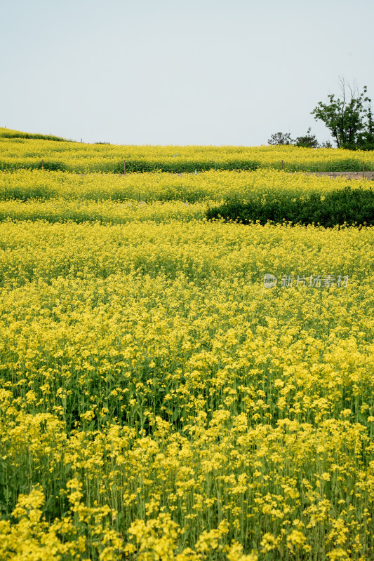 北京温榆河公园油菜花田