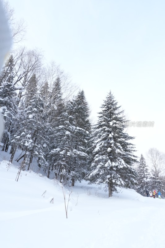 雪乡羊草山雪松