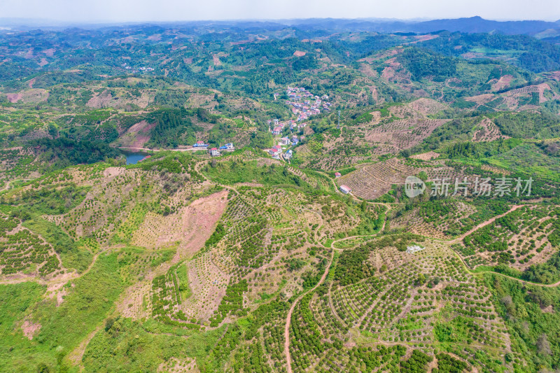 山川丘陵橙子橘子种植基地航拍摄影图