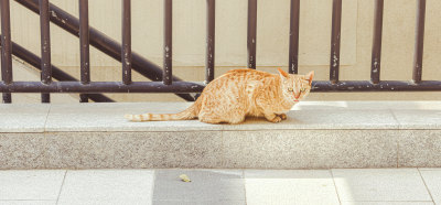 路边的橘猫