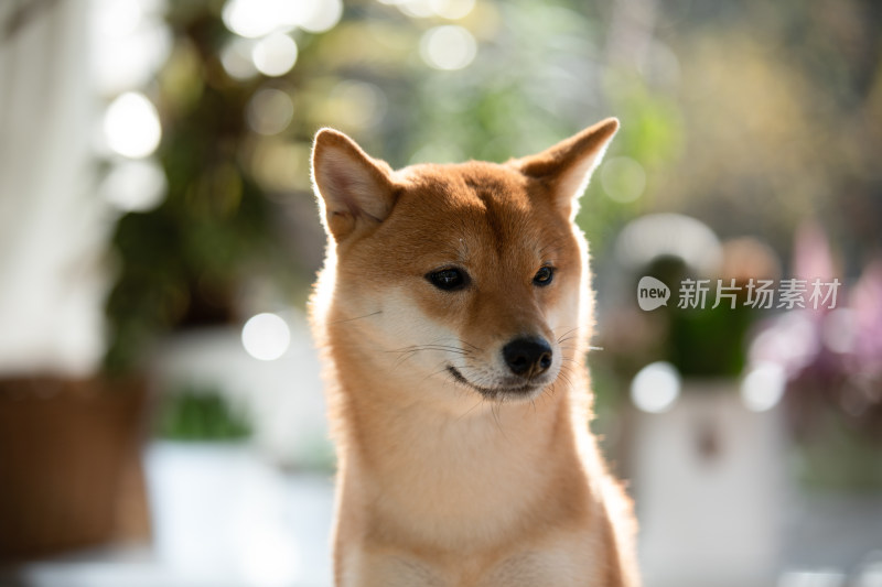 一只柴犬的头部特写