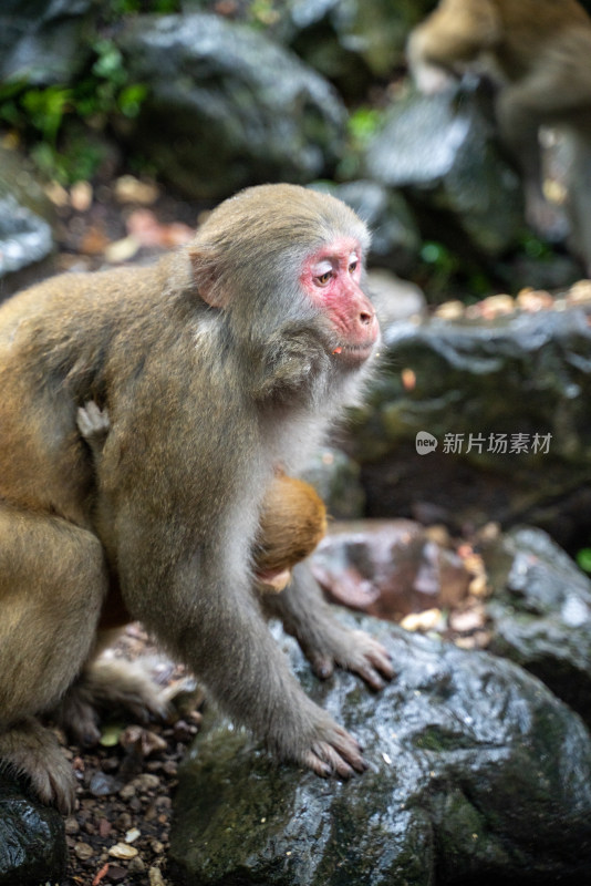 野外石头上的猴子