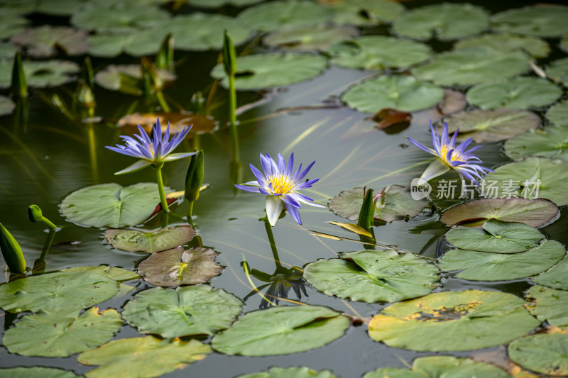 植物园睡莲特写