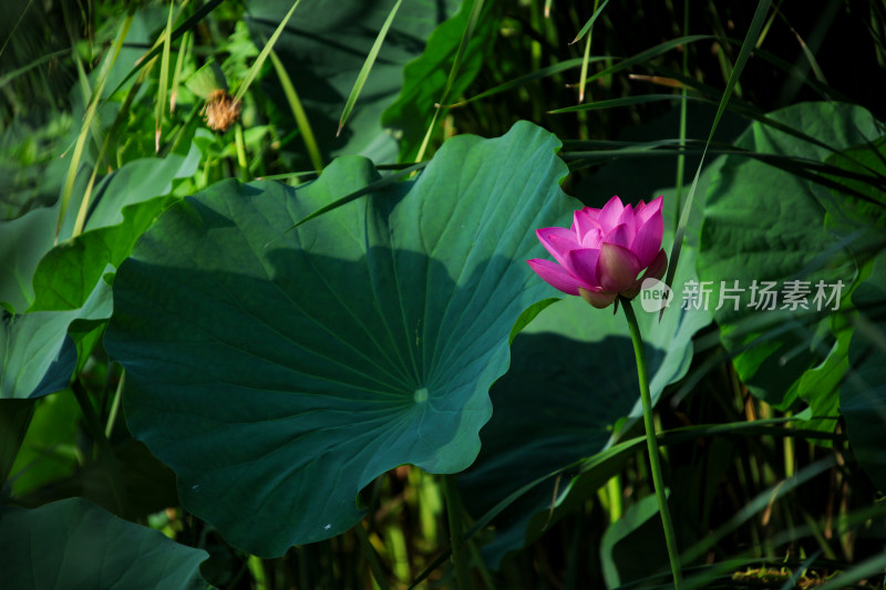 特写荷花与荷叶