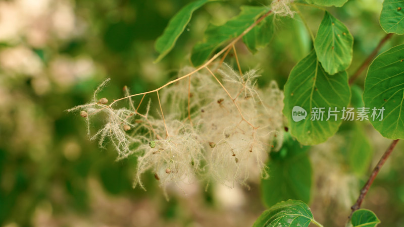 植物素材——黄栌花