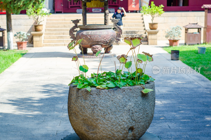 福建泉州承天寺的睡莲花坛