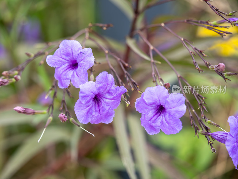 翠芦莉花朵特写