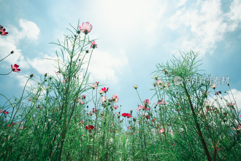 夏日格桑花