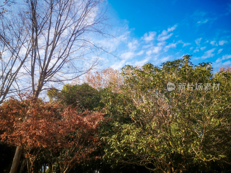 蓝天下秋天枯黄树叶植物摄影图