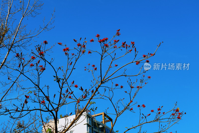 花与天空