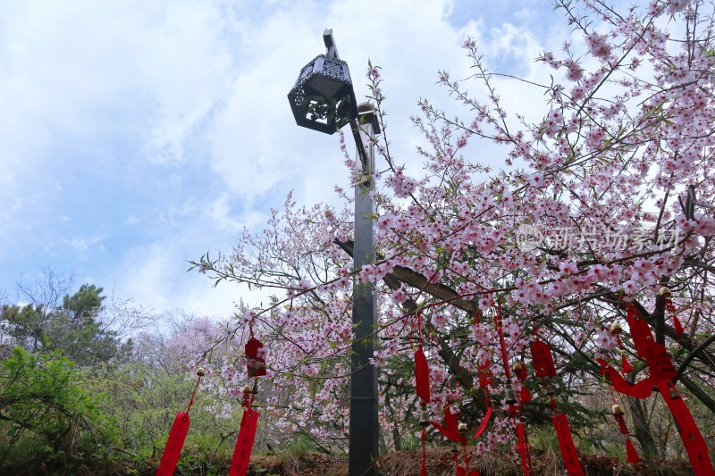 大佛寺山下桃花