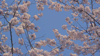 蓝天下的樱花特写