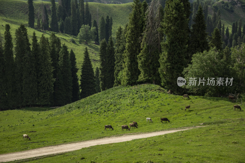 新疆伊犁森林草原自然风光