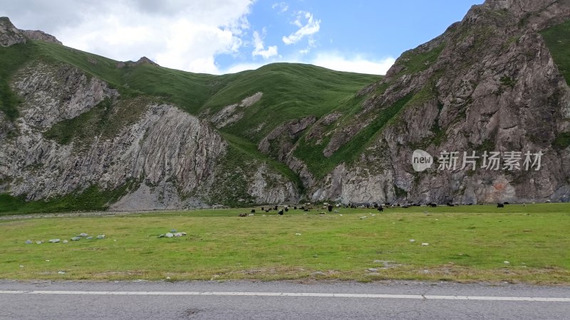 山间草地与牛群风景