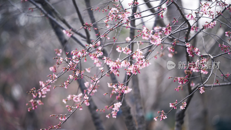 盛开的粉色花枝特写