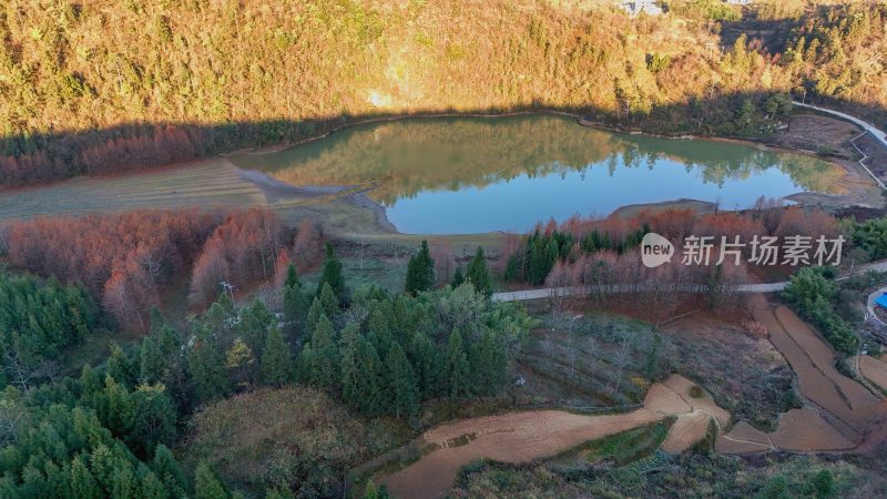 重庆酉阳：天山堡水杉红似火