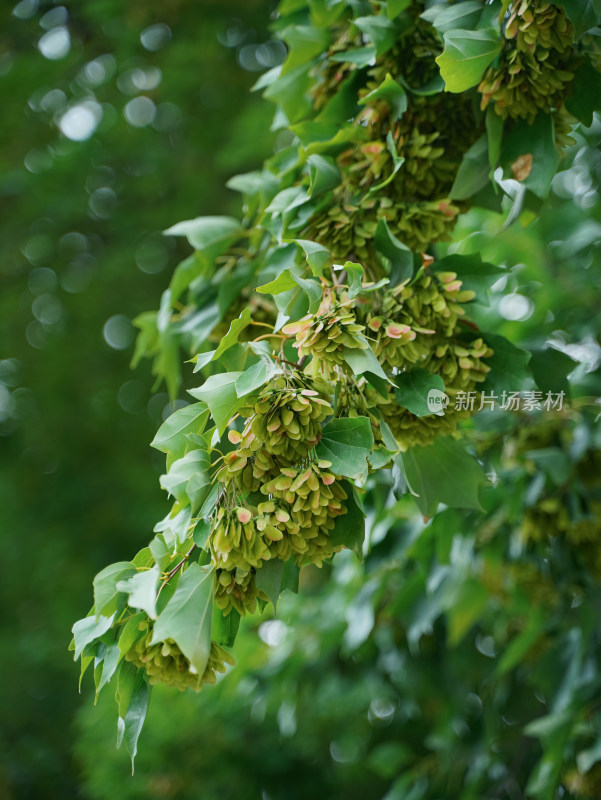 植物素材——三角槭