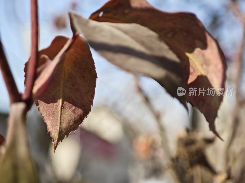 带绒毛的枯黄叶片特写