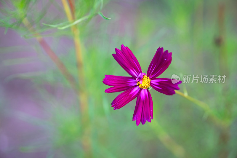 开放的格桑花特写