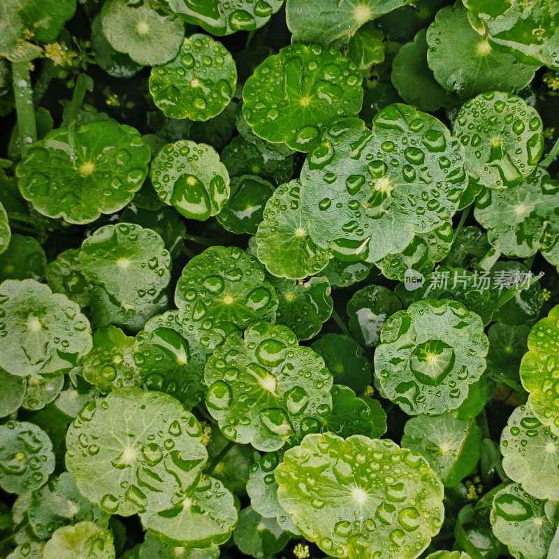 带水珠的绿色植物叶片