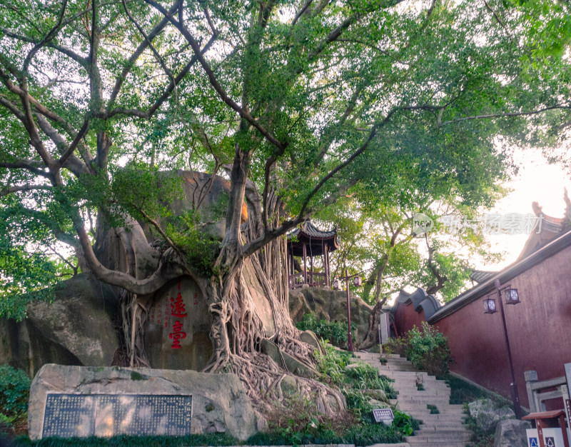 亚洲中国福建省福州市于山风景区大榕树