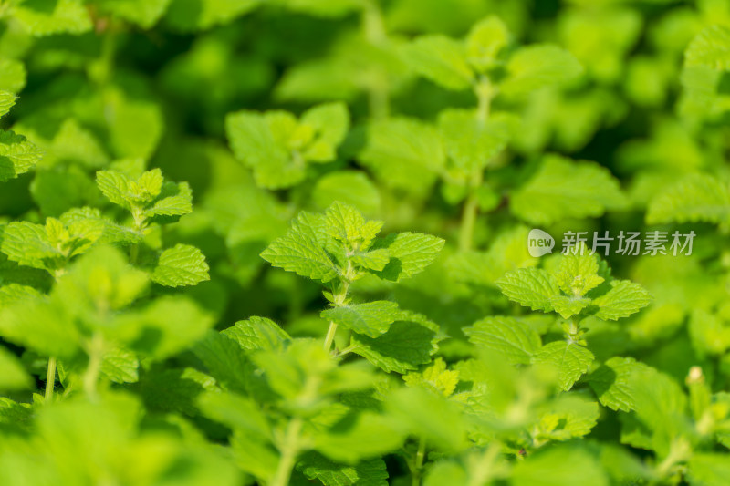 满铺香蜂草