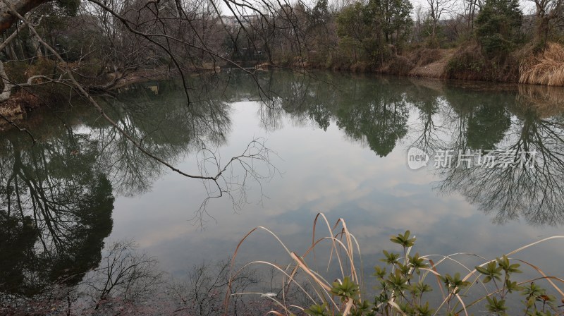 宁静的池塘及周边树木倒影全景