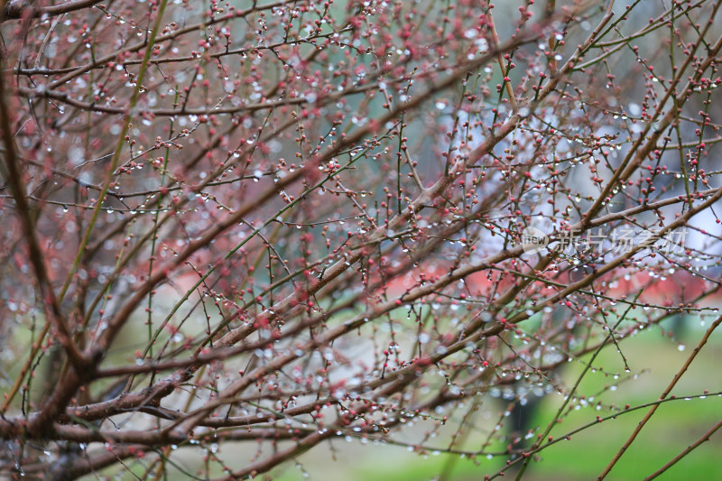 赏梅胜地苏州香雪海梅花盛开