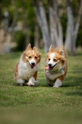 草地上奔跑的两只柯基犬