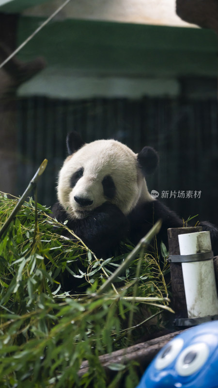 熊猫进食竹叶憨态可掬