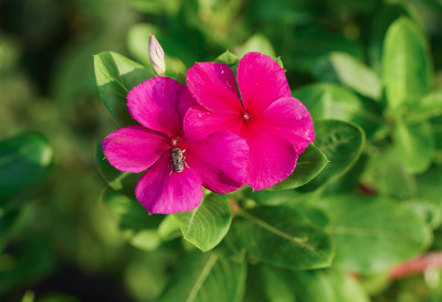 长春花素材