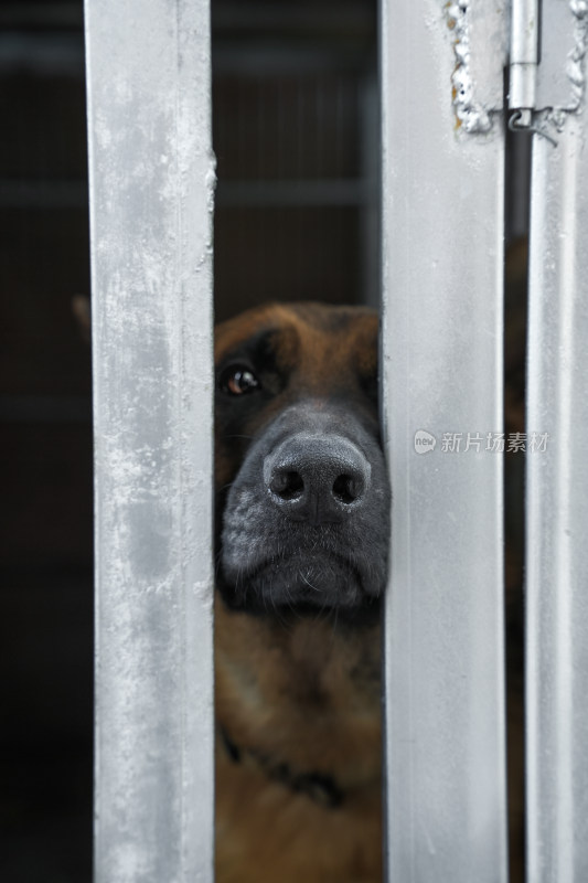 笼中德国牧羊犬特写镜头