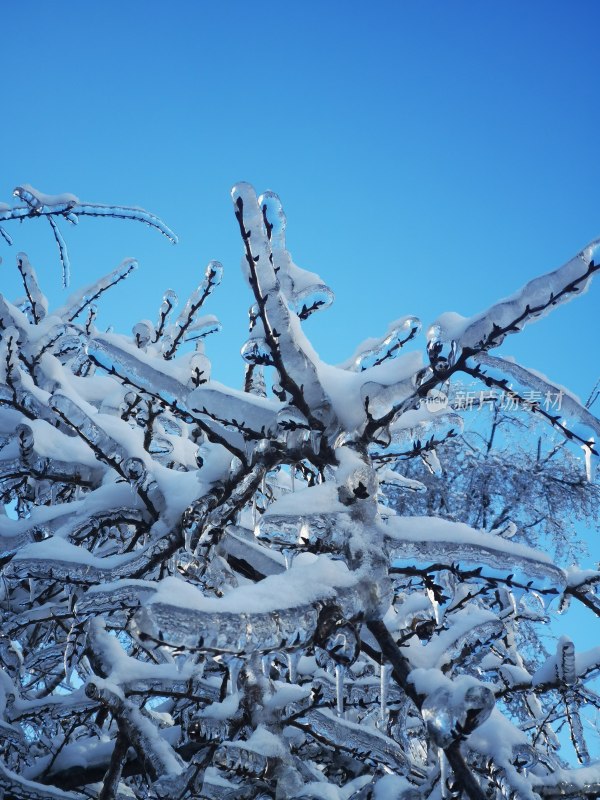 雪压冰晶树枝