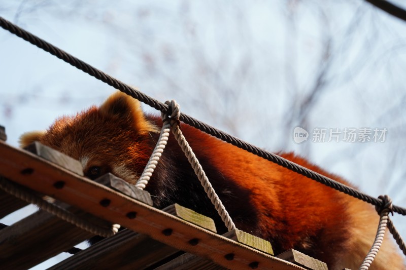 小熊猫动物