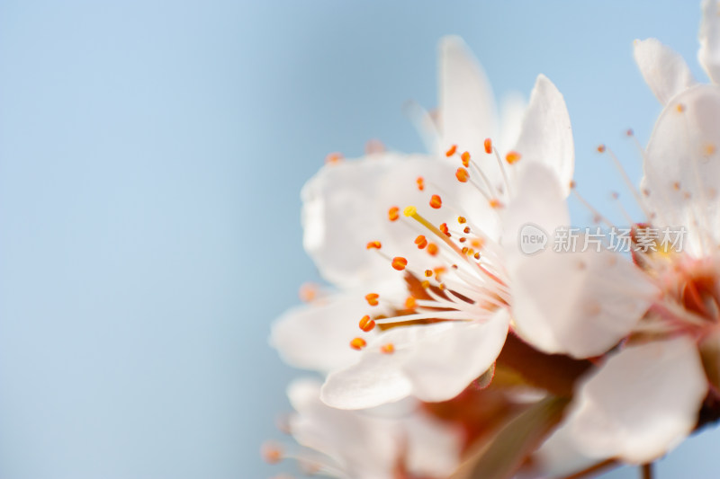 盛开的洁白花朵