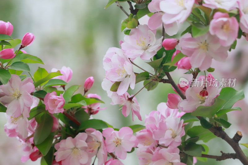 北京元大都春天的海棠花溪