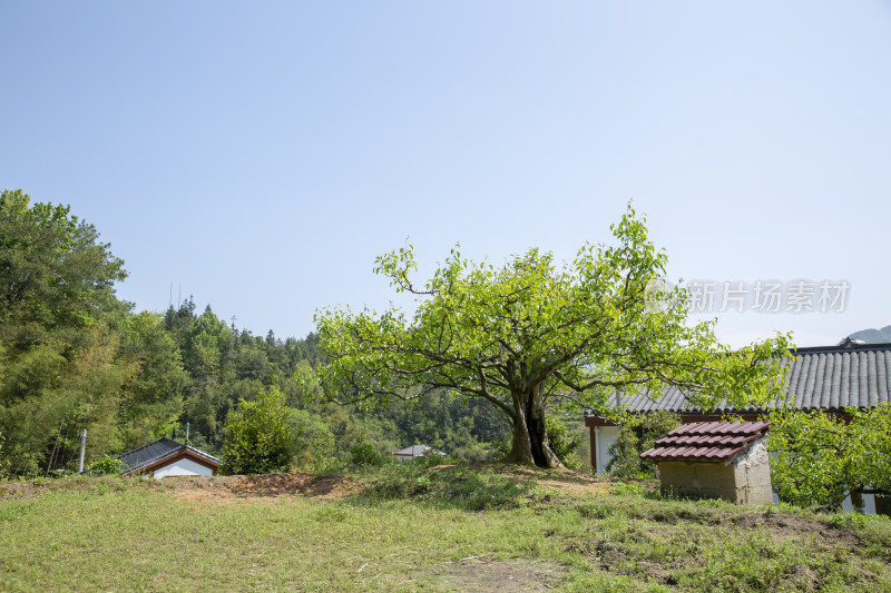 乡村小景