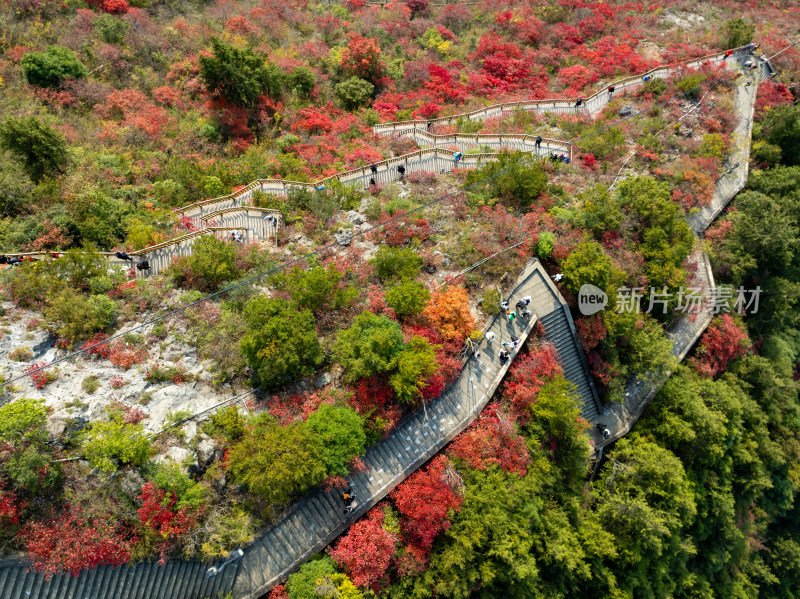 长江三峡巫峡红叶