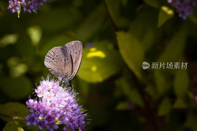 蝴蝶采蜜，觅食的蝴蝶