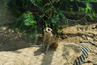 猫鼬狐獴坐在地上