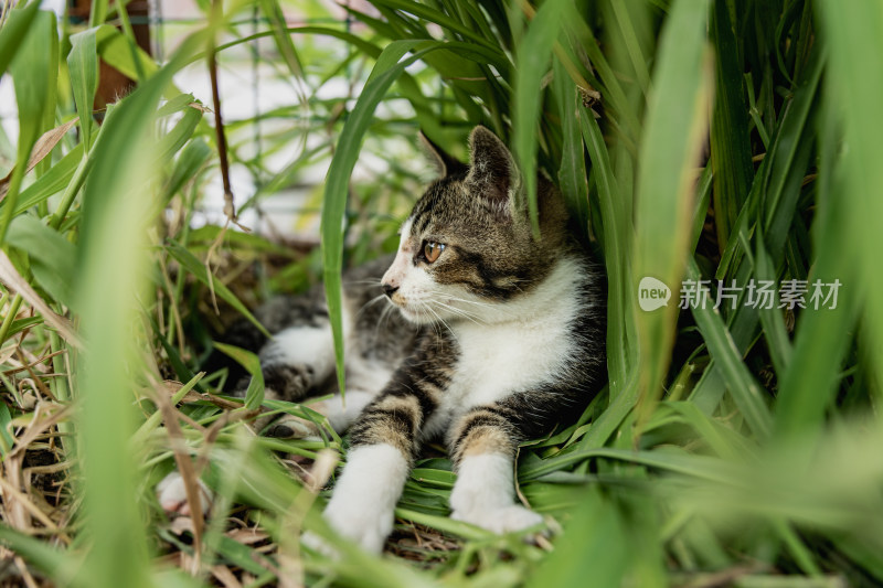 小猫咪、狸花猫、宠物猫