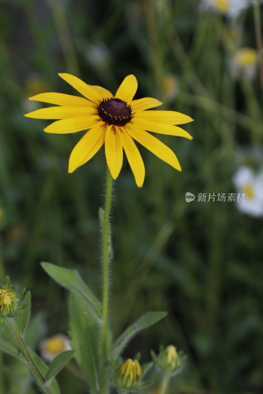 草地里的野花