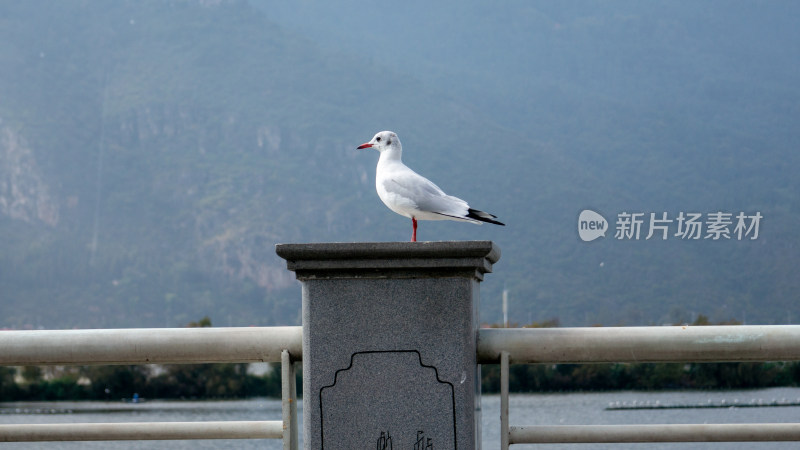 云南昆明滇池海埂大坝海鸥